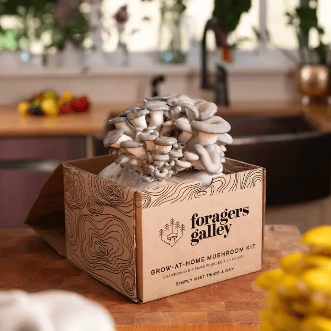 Mushroom Grow-at-Home Kit | Blue Oyster
