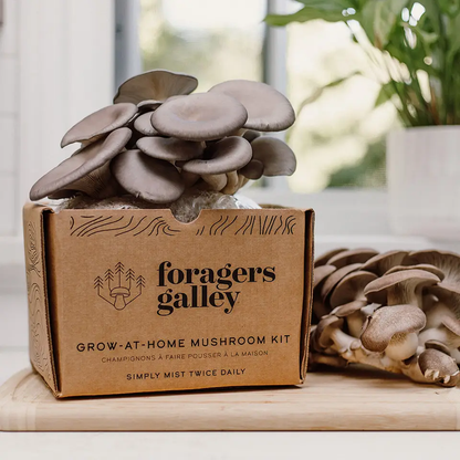 Mushroom Grow-at-Home Kit | Blue Oyster